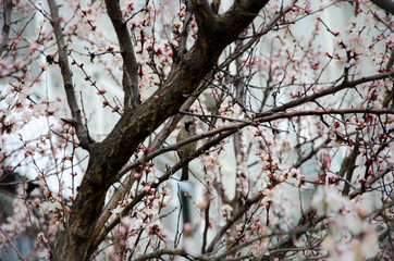 tree in blossom