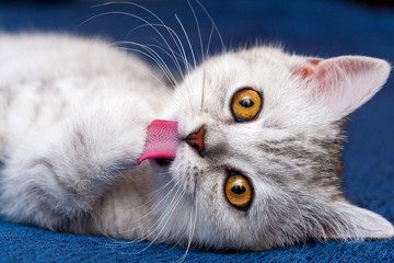 Kitten licking his paw, cute British kitten gray white color with orange eyes lies on blue sofa and...