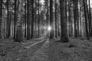 Märchenwald in untergehender Sonne mit Licht und Schatten in der Lippeniederung in schwarz weiß