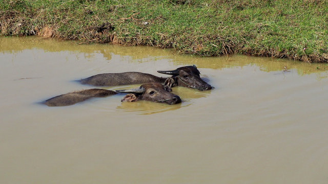 Kambodscha - Wasserbüffel bei Siem Reap