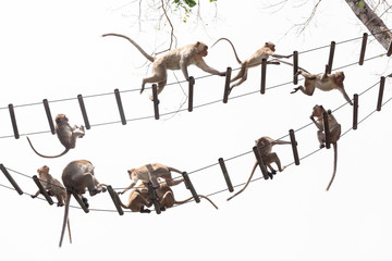 Funny Monkey Climbing rope ladder.