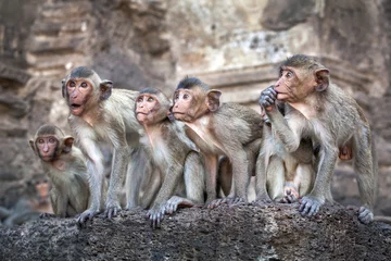 Fotobehang Monkey Family © apple2499