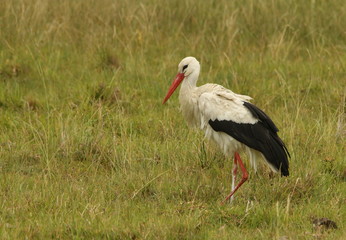 White Stork walking in a green meadow.