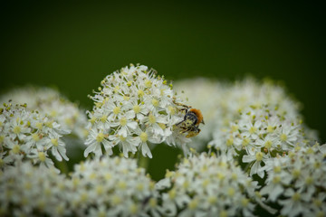 Early Mining Bee (Andrena haemorrhoa) collecting pollen on Yarrow wildflower 1 - 235476627
