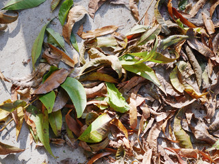 Autumn leaves on a concrete porch in November in Anniston, Alabama, USA