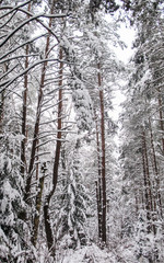 Beautiful winter snowy forest with snow covered trees, a fairy tale, mystery