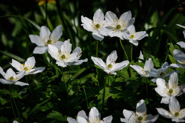 wood anemone in the wild