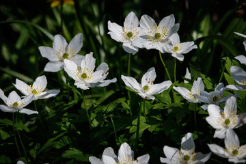wood anemone in the wild - 235477045