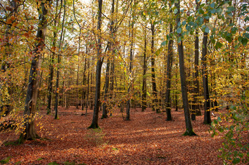 Impression of the Forest near former prison and transit Camp Westerbork, on a sunny afternoon. Image from the Town of Hooghalen in the province of Drenthe, the Netherlands.