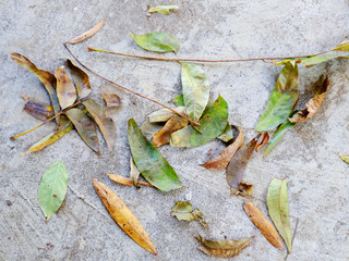 Autumn leaves on a concrete porch in November in Anniston, Alabama, USA