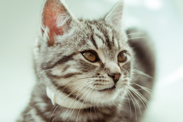 Gray cat. Home favorite pet.