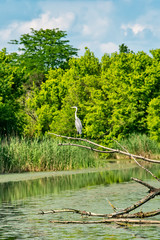 Naklejka premium Typical landscape at swamp area of Imperial Pond (Carska bara), large natural habitat for birds and other animals from Serbia. Wading bird on the photo.