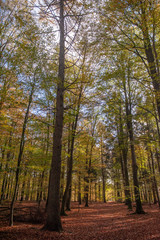 Impression of the Forest near former prison and transit Camp Westerbork, on a sunny afternoon. Image from the Town of Hooghalen in the province of Drenthe, the Netherlands.