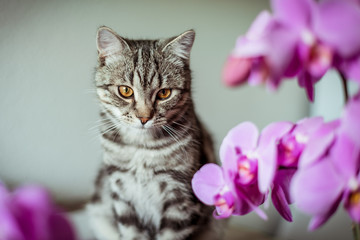Gray cat with lilac orchid flowers. Home favorite pet.