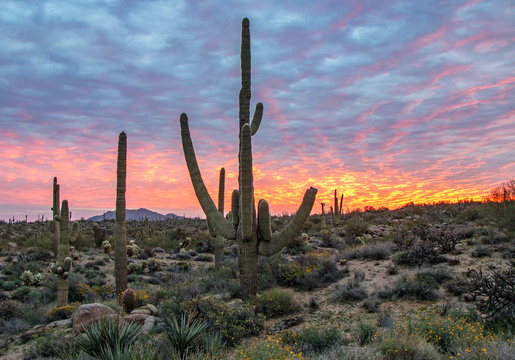 Arizona desert sunrise with cactus, wild flowers, and clouds © Ray Redstone
