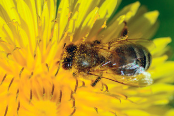 bee collects nectar close-up