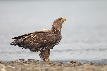 White-tailed Eagle, Haliaeetus albicilla, standing in shallow water on river bank. Wildlife scene from wild nature. Bird of prey with gravel and water. Wildlife scene from wild nature. Young bird in