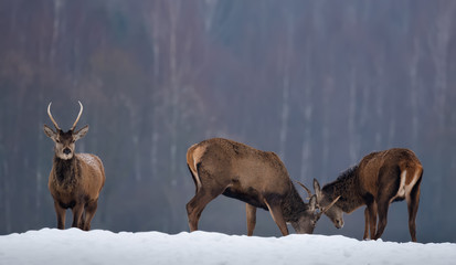 Fighting Deers: Several Young Deer ( Spiczak ) Find Out The Relationship. Two Red Deer Stags ( Cervus Elaphus ) Fighting In Winter Time. Battle Of Two Deer Bucks . Christmas Story With Deer