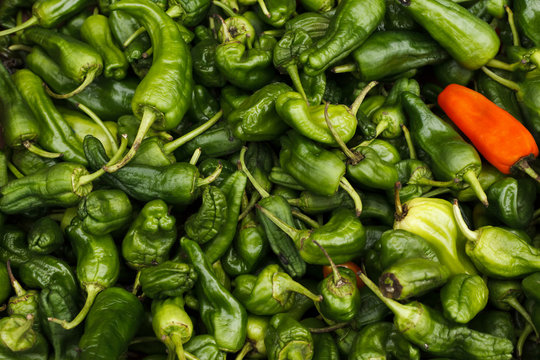 Hot green and Red Chili Peppers for Sale in the Market