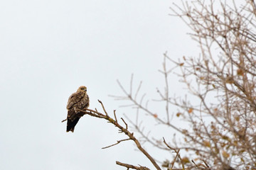 Black Kite (Milvus migrans), Greece
