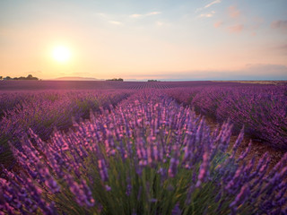 Fototapeta na wymiar Amazing sunset over violet lavender field in Provence
