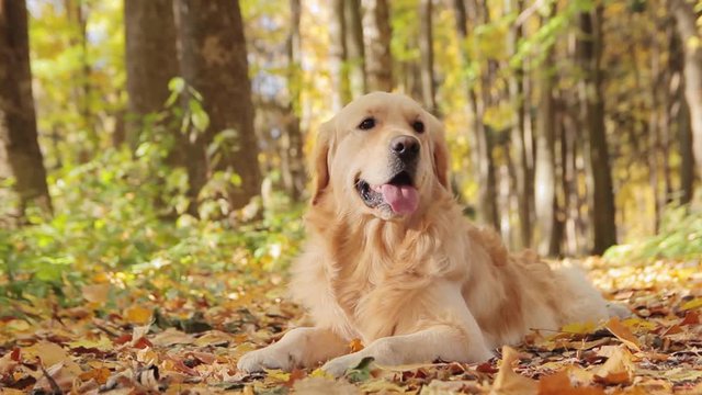 Happy golden retriever dog sitting in the autumn park