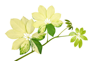 Variegated Dwarf Umbrella Plant, Octopus Tree  Isolated on White Background