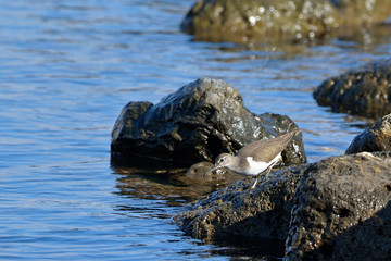 Common Sandpiper (Actitis hypoleucos), Crete