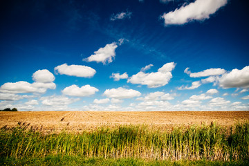 goldenes Weizenfeld mit blauem Himmel