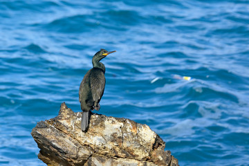European shag or common shag (Phalacrocorax aristotelis), Crete 