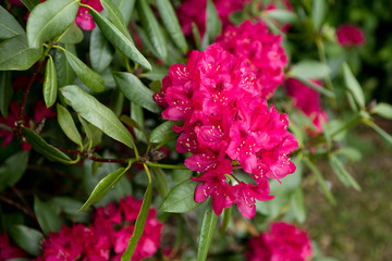 Red azalea inflorescence.
