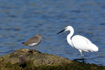 Tringa totanus (Common Redshank, Redshank), Crete