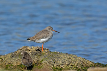 Tringa totanus (Common Redshank, Redshank), Crete