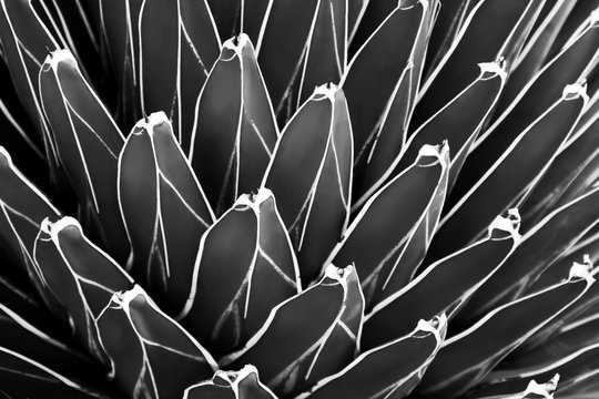 Exotic Agave Plant in Black & White as Abstract Texture Background