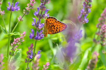 Niobe Fritillary, Argynnis niobe butterfly collecting nectar on meadow. Butterfly on wild flowers