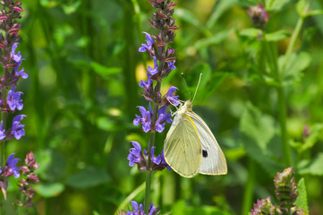 The large white,  cabbage butterfly on meadow. Big white butterfly (Pieris brassicae)  collecting nectar on wild flowers