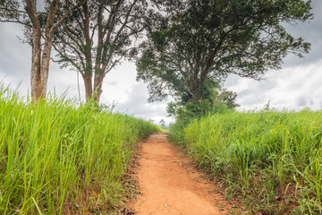 A natural green grass and tree texture background.