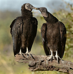 Black Vulture mates