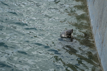 Interested seal