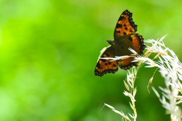 The large tortoiseshell or blackleg tortoiseshell butterfly(Nymphalis polychloros). Beautiful large butterfly