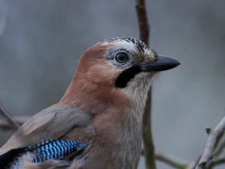 Eurasian jay (Garrulus glandarius)