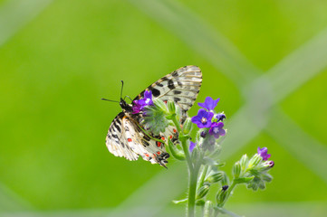 Zerynthia cerisy. Allancastria cerisyi, the eastern festoon butterfly. Beautiful colorful butterfly on wild flower