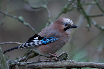 Eurasian jay (Garrulus glandarius)