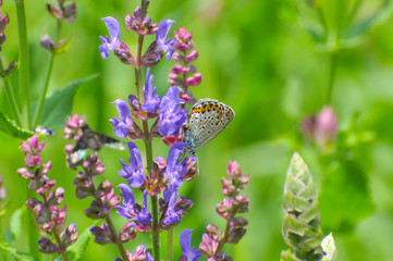 Plebejus argyrognomon, Reverdin's blue butterfly on meadow. Small blue butterfly on wildflowers