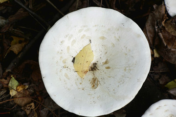 Leucopaxillus giganteus, commonly known as the giant leucopax or the giant funnel