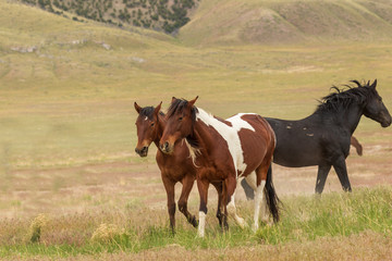Wild Horses in the Utah Desert in Summer