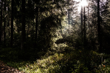 lichtstimmung im wald
