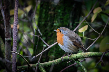 robin perched on branch - 235480689