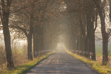 Asfaltowa droga przez jesienny las. © boguslavus