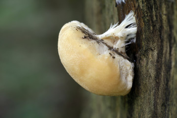 Poroid fungus, Climacocystis borealis